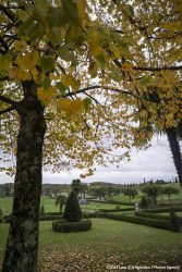 Colonna Hawkins